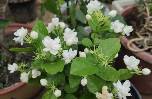 “茉莉花叶发黄，如何拯救