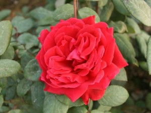 卡托尔纸牌月季：红艳的花朵， 神秘的纸牌游戏