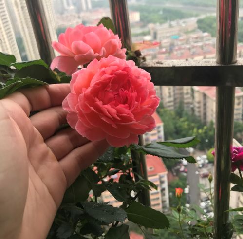 “月季喜湿润，忌积水