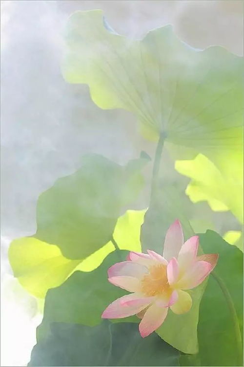 水的守护，荷花的生命之盾