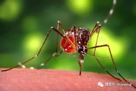 夏季养殖场蚊虫滋生，影响动物健康和生长