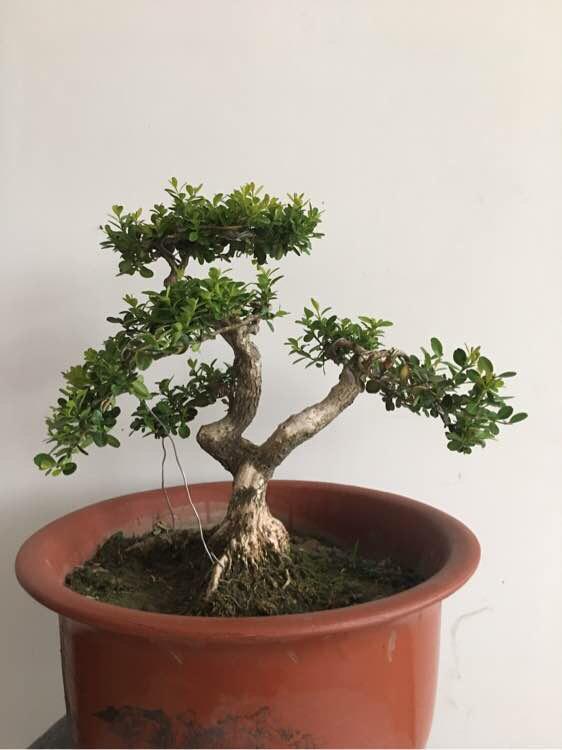 黄杨浇水技巧：适量浇水，避免水涝！