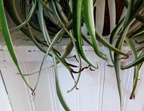 燕子掌修剪后的恢复