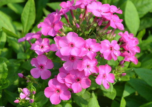 福禄考的种植小窍门，你get了吗？