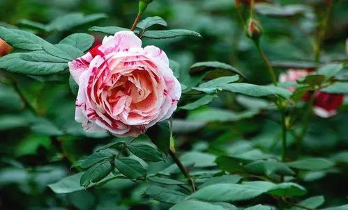 蓝色月季花语“天骄优雅”究竟蕴含了哪些独特内涵