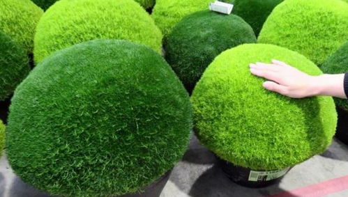 草坪品种推荐及大花萱草耐水湿性解析