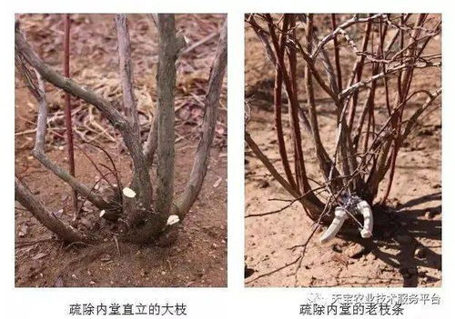 蓝莓树修剪方法有哪些？如何正确修剪蓝莓树以促进生长和提高产量