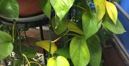 豆浆渣浇花？效果佳，小心虫害！