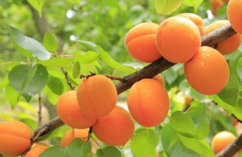 基质配方、 播种深度、温度控制