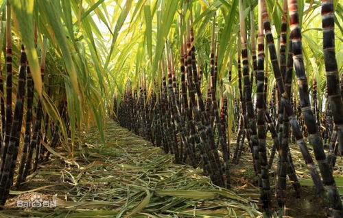 乙草胺的使用方法