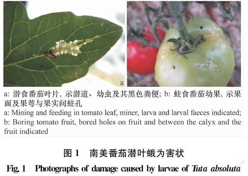 番茄炭疽病：让人头疼的病害