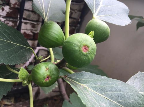 无花果果实细小之谜：探究原因与品种影响