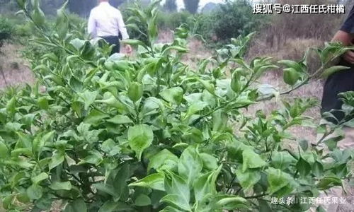 不同柑橘品种的除草剂使用方法