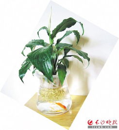 高效水培与土培白掌养殖技巧，确保植物健康生长！