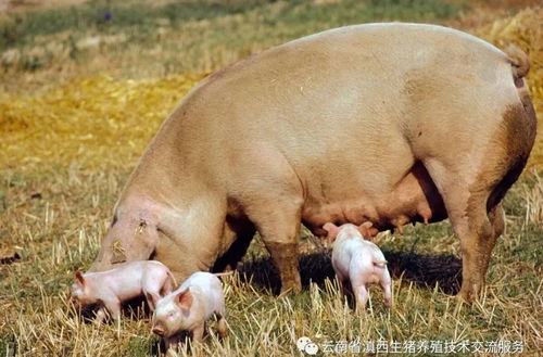 母猪批次化：技术革新