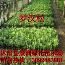 罗汉松：大自然的艺术杰作