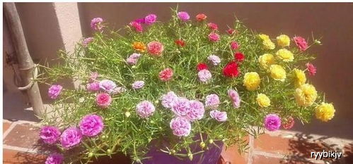 百日草种子种植图解，新手如何轻松养出爆盆花