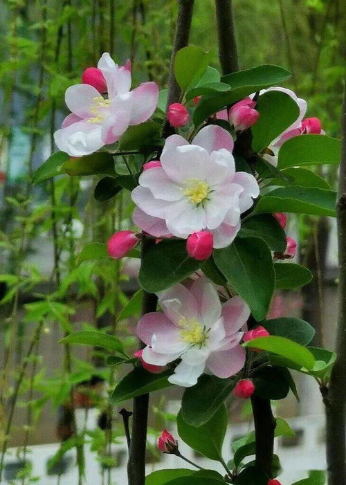 光照条件与海棠花