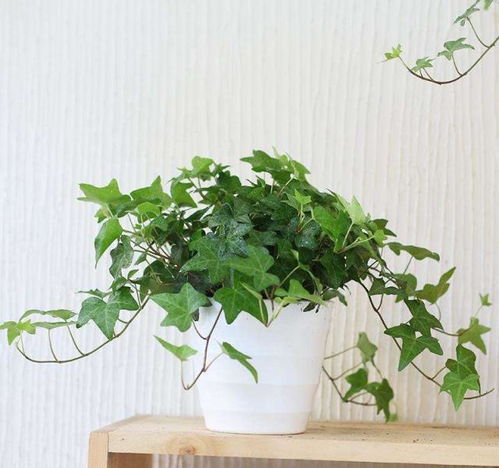 放长春藤的位置，有讲究哦