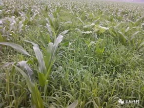 玉米田的除草剂小知识