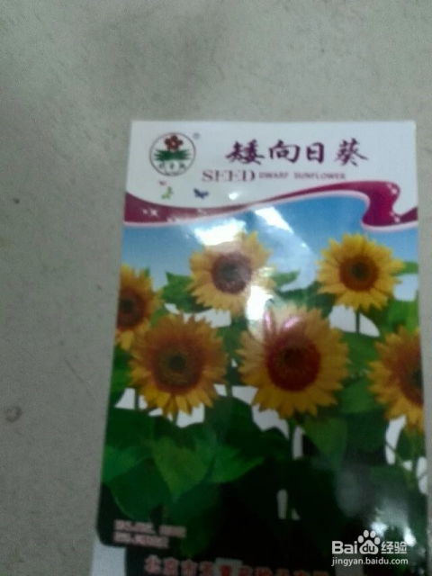 矮向日葵适合在什么时间种植，才能在阳台花盆或室内顺利生长到30厘米高