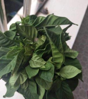 新栽花草打蔫，是缺水还是病虫害
