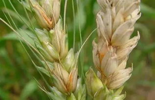 己唑醇：Neng不Neng用，这是个问题