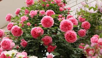 挑选老桩月季的秘诀