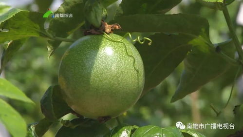 百香果当年种植，能当年结果吗