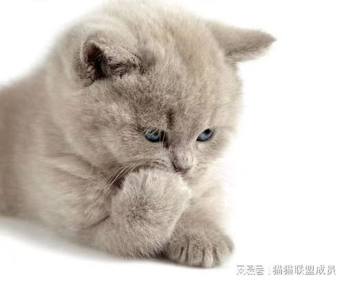 猫误吸杀虫剂会有什么严重后果？对猫咪的健康安全造成哪些潜在威胁？