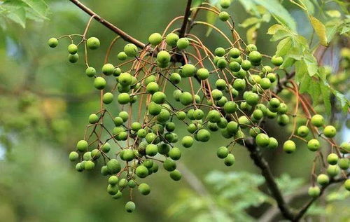 苦楝与皂荚，独特之用