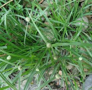 种植技巧提升收益