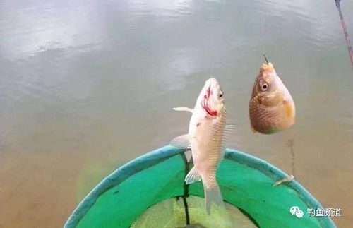 鲫鱼幼苗饲料如何挑选，自制方案能降低成本30%？避坑指南全解析？