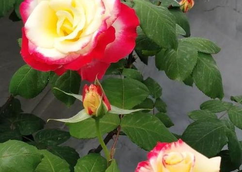 阳光不足， 矮壮素来帮忙