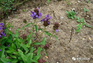 夏枯草：清肝火， 散郁结