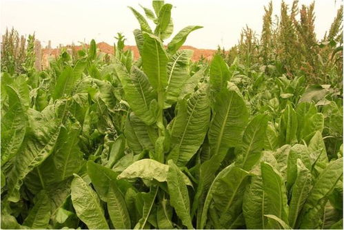 多年生牧草：畜牧养殖的优选