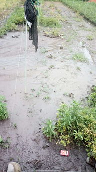 苗木枯萎原因解析