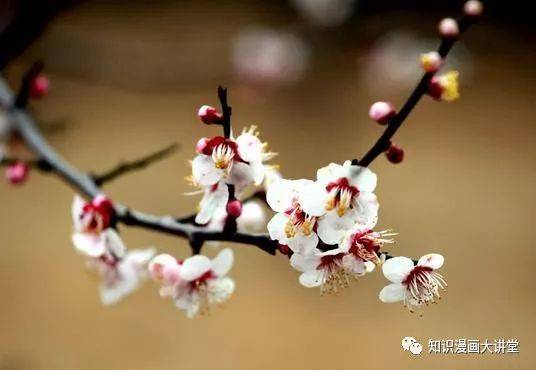 紫梅， 神秘又高贵