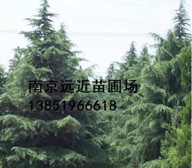 30年老雪松价格，农户直销