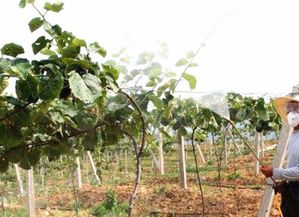 农药选择，要讲究方法