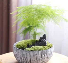 “用酒精擦拭文竹叶片，如何去除开花异味