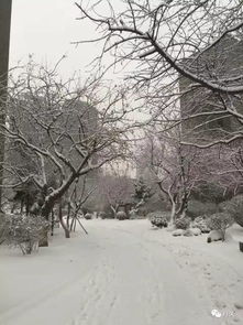 雪松树容易着火吗？