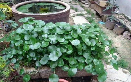 木屑在花盆底部的使用