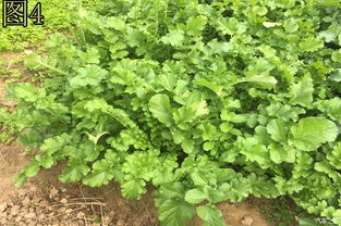 实测后来啊如何？