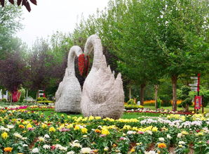 宿菊科草花：品种繁多， 花色丰富