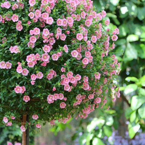 花的秘密：小虫子与木槿花的失落之谜