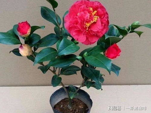 兰花怎么栽种？茶花种在何处最适宜