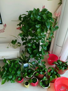 海上花卉种植的挑战与机遇