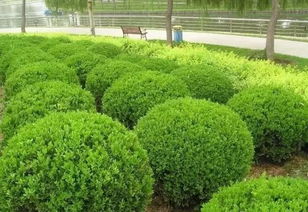 繁殖方法多样化