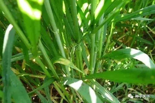 花生蚜虫是花生生长过程中的常见害虫